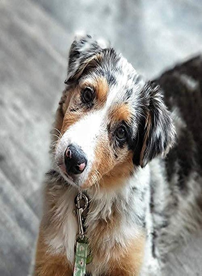 D&C PAWS سلسلة كلاب من دي آند سي باوز، مصنوعة من النحاس الصلب النقي شديد التحمل، مزودة بمشبك دوار أحادي الطرف دائري الشكل. (ذهبي، عبوة من 4 قطع) - Image 3